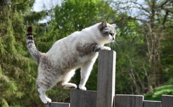 Czym jest agile testing?